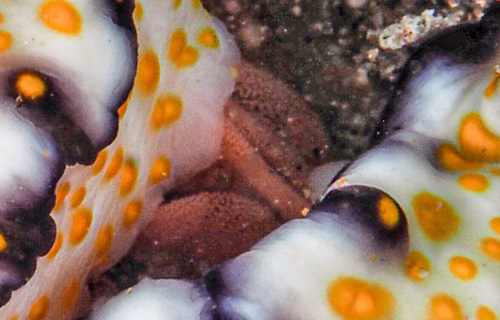 Hypselodoris imperialis: ribbon emerging from under left side of foot