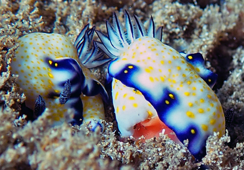 Hypselodoris imperialis: pair just starting to lay eggs