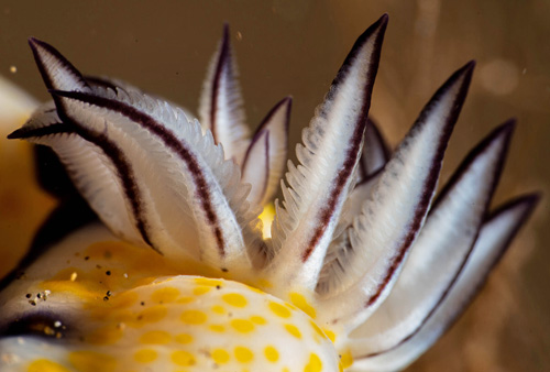 Hypselodoris imperialis: branchia