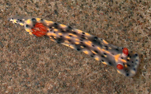 Hypselodoris infucata: young, 10 mm