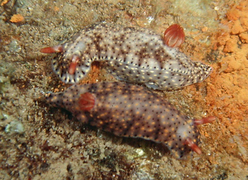 Hypselodoris infucata: dark & light pair