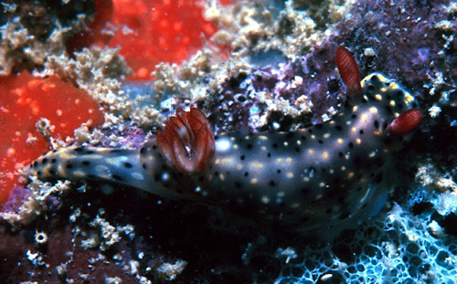 Hypselodoris infucata: feeding