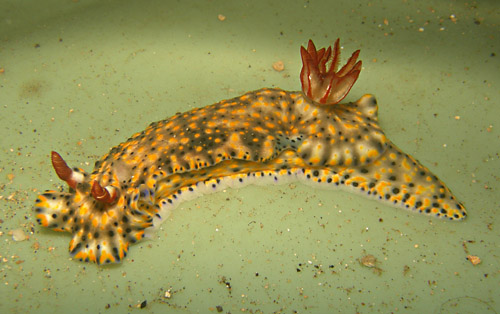 Hypselodoris infucata: side