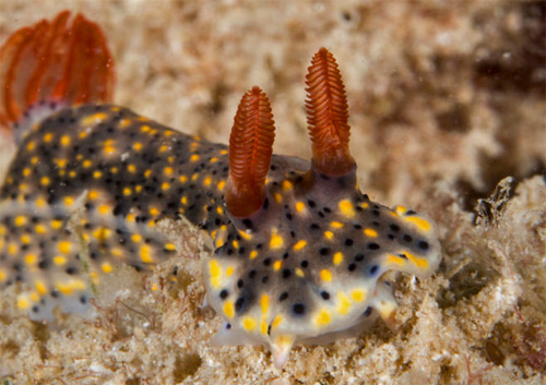 Hypselodoris infucata: rhinophores