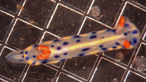 Hypselodoris infucata: young, 9 mm