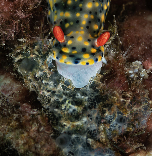 Hypselodoris infucata: feeding, detail