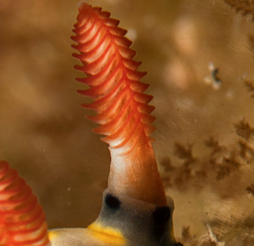 Hypselodoris infucata: rhinophores, close-up