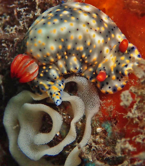 Hypselodoris infucata: with egg mass