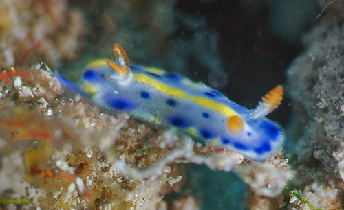 Hypselodoris infucata: young, 4 mm