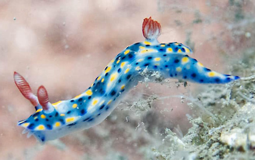 Hypselodoris infucata: side, head