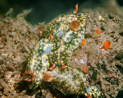 Hypselodoris infucata: cluster maneuvering