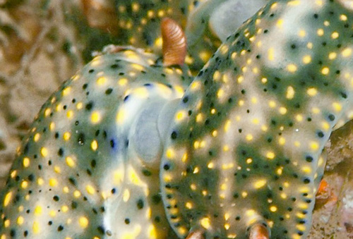 Hypselodoris infucata: mating, detail