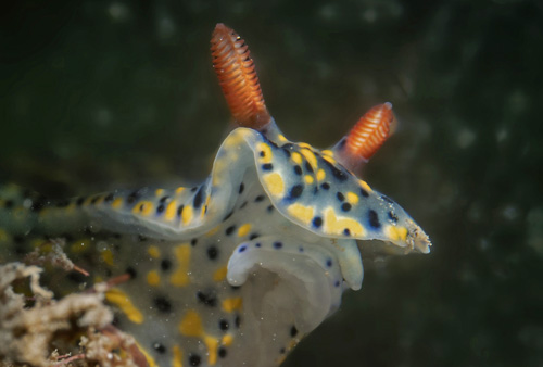 Hypselodoris infucata: front