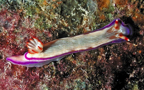 Hypselodoris insulana