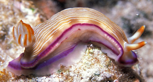 Hypselodoris insulana: side