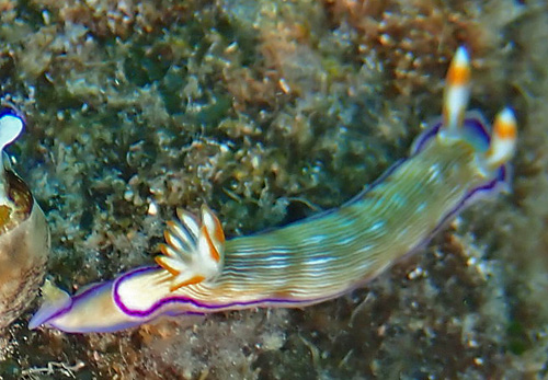 Hypselodoris insulana: interrupted pattern