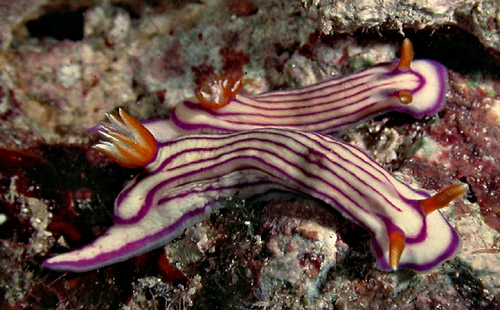 Hypselodoris maridadilus: side