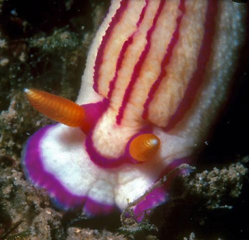 Hypselodoris maridadilus: rhinophores, anterior