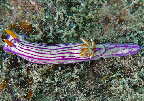 Hypselodoris maridadilus: flecked