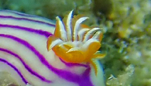 Hypselodoris maridadilus: branchia, side