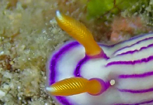 Hypselodoris maridadilus: rhinohores, posterior