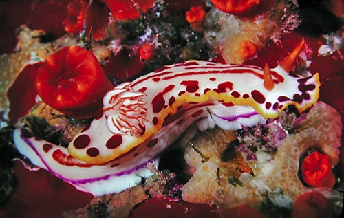 Hypselodoris paulinae