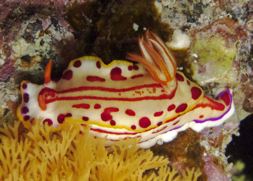 Hypselodoris paulinae: top