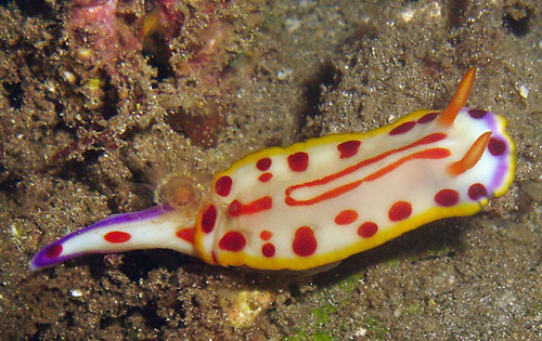 Hypselodoris paulinae: young