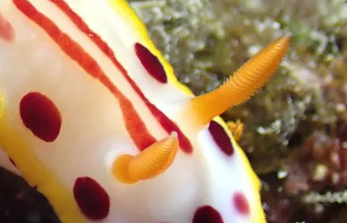 Hypselodoris paulinae: rhinophores