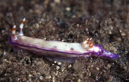 Hypselodoris peasei