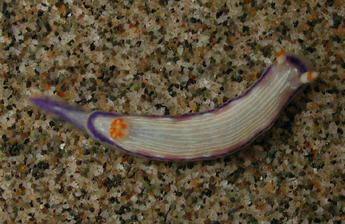 Hypselodoris peasei: unspotted