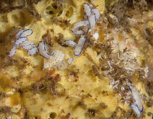 Hypselodoris peasei: on food sponge