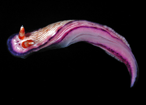 Hypselodoris peasei: underside