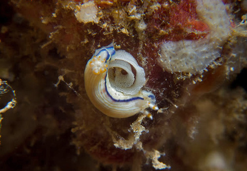 Hypselodoris peasei: with egg mass