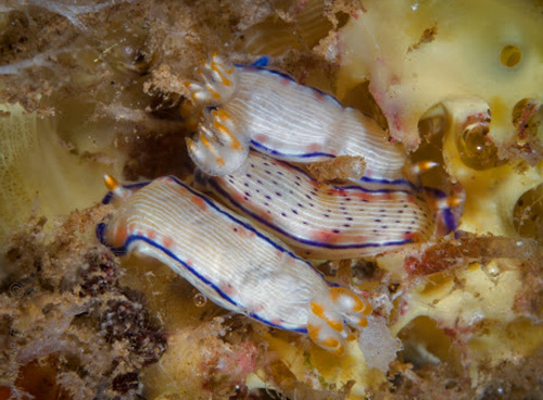 Hypselodoris peasei: on food sponge