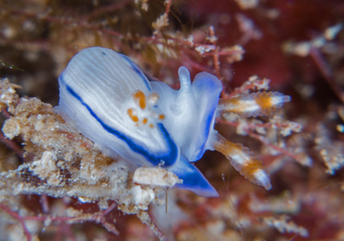 Hypselodoris peasei: underside, head