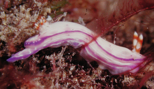 Hypselodoris peasei: confluent pigment