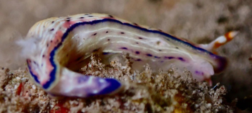 Hypselodoris peasei: heavilly spotted, side