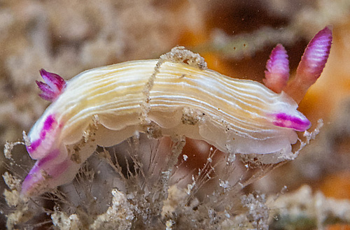 Hypselodoris violabranchia: side