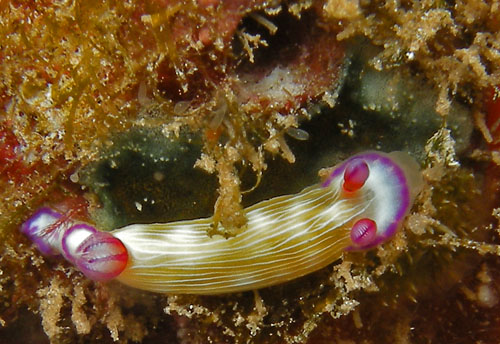 Hypselodoris violabranchia: feeding