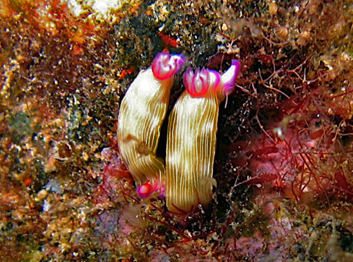 Hypselodoris violabranchia: feeding