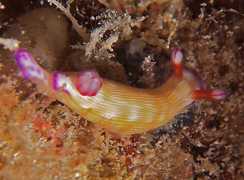 Hypselodoris violabranchia: on gray-blue sponge