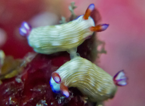 Hypselodoris violabranchia: mating