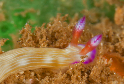 Hypselodoris violabranchia: rhinophores