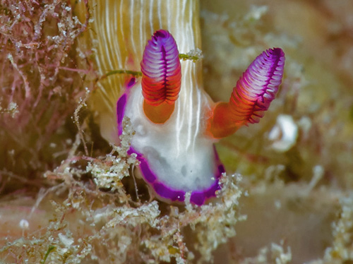 Hypselodoris violabranchia: rhinophores, front