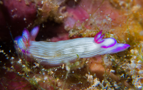 Hypselodoris violabranchia: young