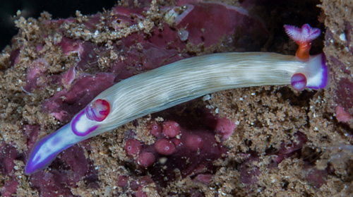 Hypselodoris violabranchia: atypical rhinophore