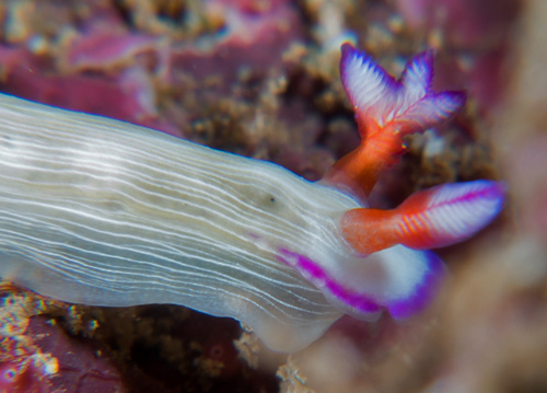 Hypselodoris violabranchia: atypical rhinophors, detail