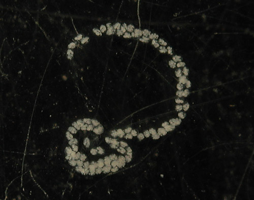 Janolus mirabilis: egg mass