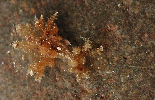 Janolus mirabilis: young, 3 mm